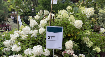 - Klicken zum Vergrößern