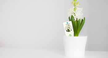 Pflanzenetiketten, hier mit Robuskin® PVC 300 B/F - Klicken zum Vergrößern