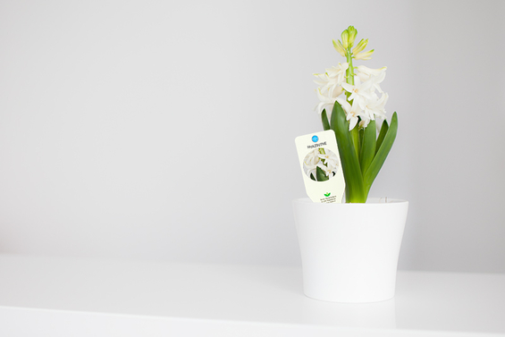 Pflanzenetiketten, hier mit Robuskin® PVC 300 B/F - Klicken zum Vergrößern