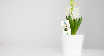 Pflanzenetiketten, hier mit Robuskin® PVC 300 B/F - Klicken zum Vergrößern