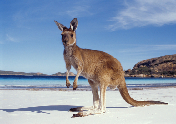 Robuskin® "Down Under"