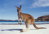 Robuskin® „Down Under“